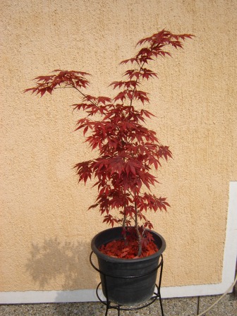 Acer palmatum  „Atropurpureum“