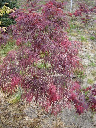 Acer palmatum dissectum „Atropurpureum“