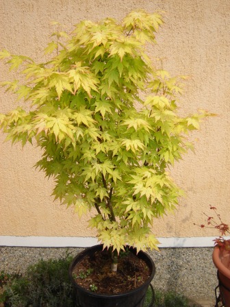 Acer palmatum „Orange dream“