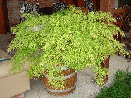 Acer palmatum dissectum „Viridis“